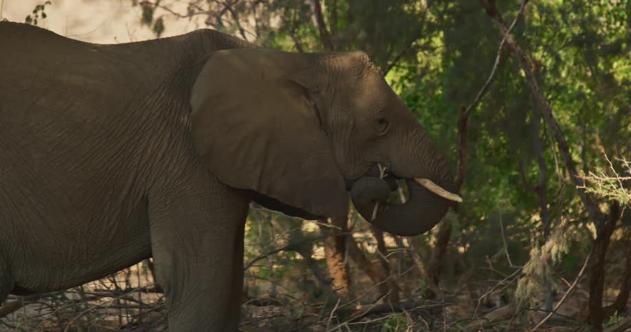 A desert-adapted elephant standing eating a branch slowly
