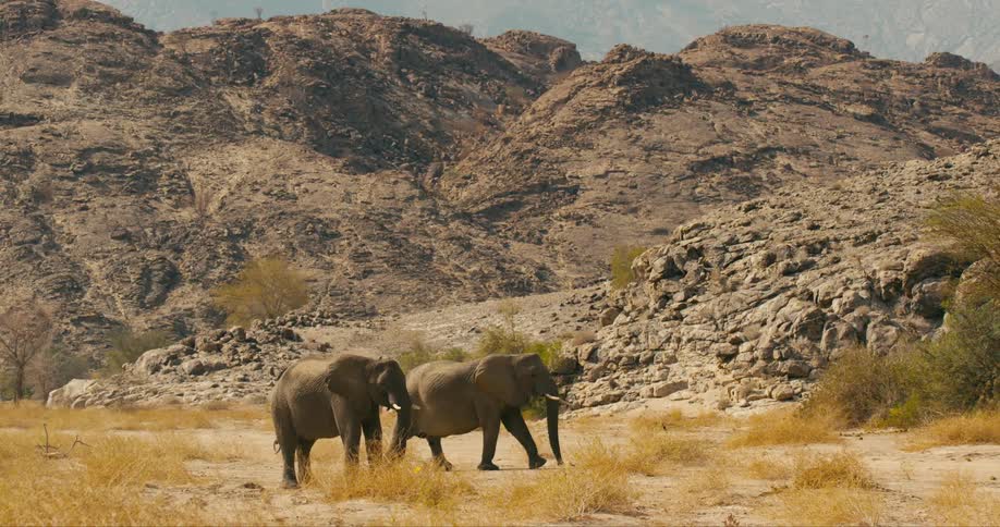 Desert-adapted elephants walk by the mountain