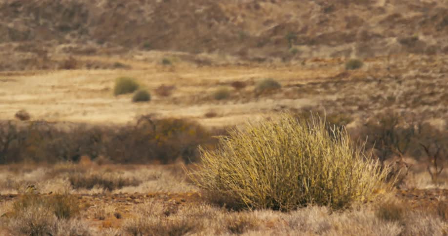 Heat causes ripples in the air above the surface of the savanna