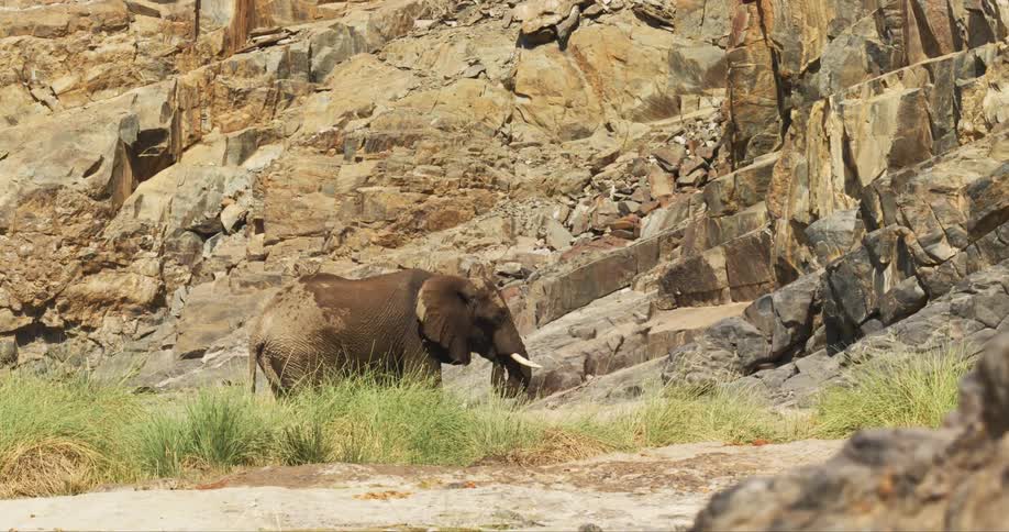 The bird flies past the desert-adapted elephant