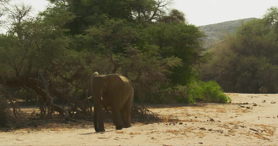 Desert-adapted elephant walks past a line of trees