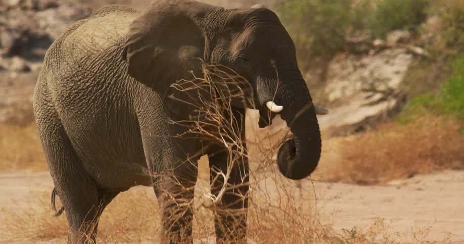 Desert-adapted elephant is eating grass
