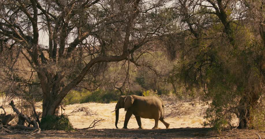 A desert-adapted elephant is walking across dry grass near trees along a mountainside