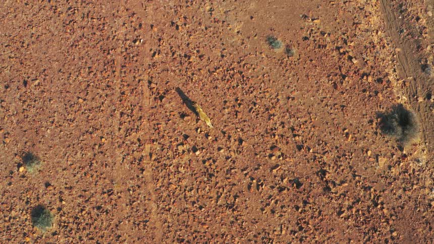 Desert-adapted lion are crawling in the wilderness