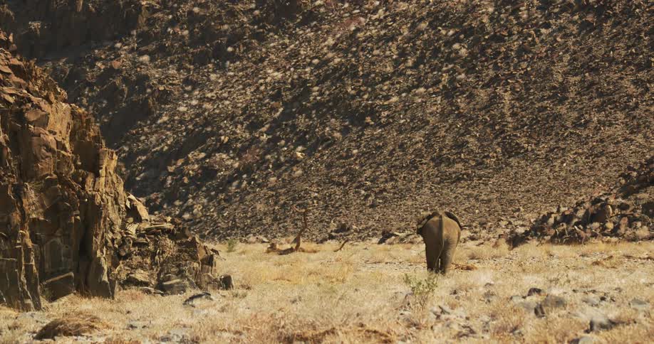 A desert-adapted elephant walks through a field below a mountain
