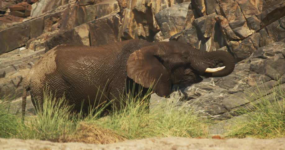 Desert-adapted elephant is drinking water