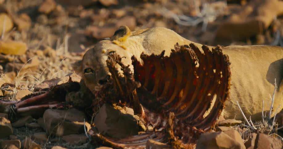 A desert-adapted lion chews on an animal carcass