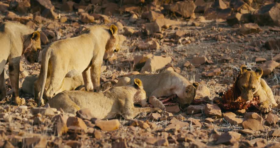 The view is of desert-adapted lions eating there prey in the wilderness