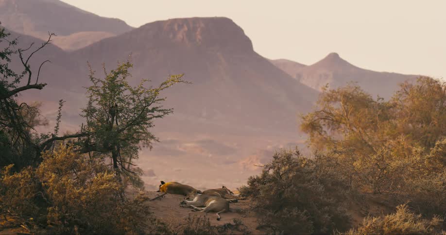 Desert-adapted lion sleeping on a sand dune