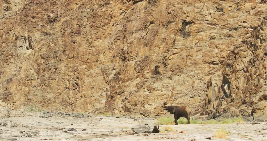 A desert-adapted elephant rests beside a rock wall
