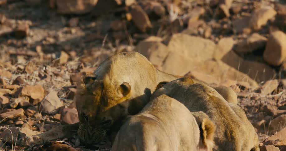 Two desert-adapted lions fight and try to bite each others necks