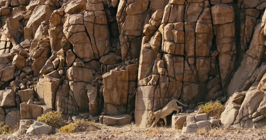 A desert-adapted lion walks in front of a desert cliff