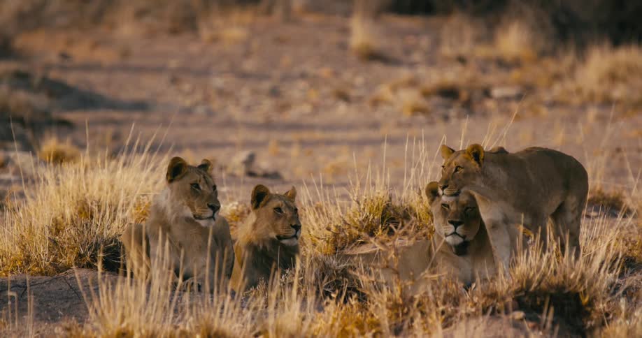 The view is of the wilderness and you can see the desert-adapted lions