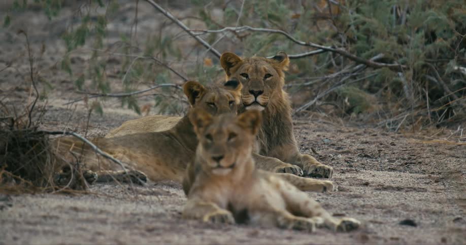 Three desert-adapted lions are sitting on the ground next to each other