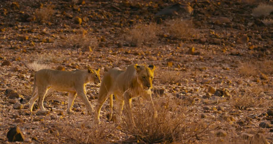 Desert-adapted lions walk through a field