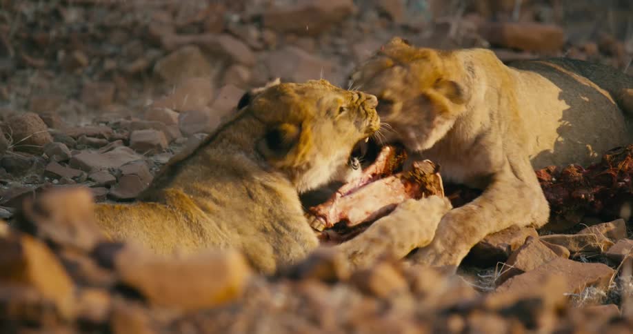 Two desert-adapted lions feed on a carcass