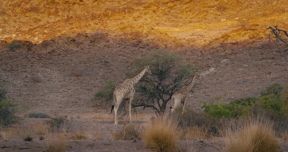 Two giraffe walk through a field