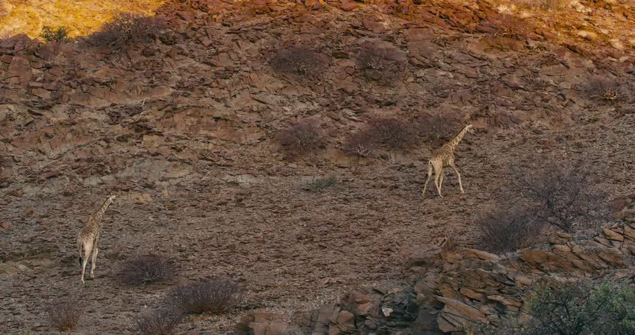 Giraffe walk up the side of a mountain