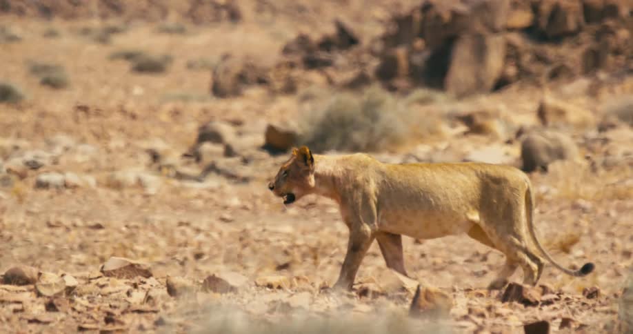 Desert-adapted lioness pads across arid terrain
