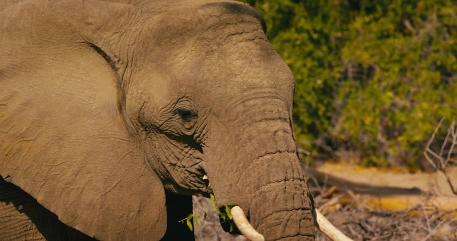 A closeup view of desert-adapted elephant holding grass in its mouth