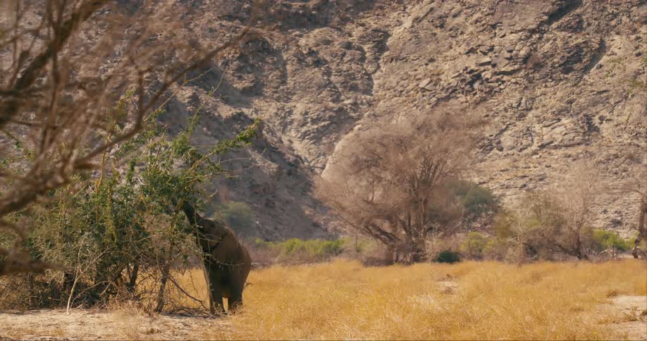 A desert-adapted elephant chews on a tree below a mountain