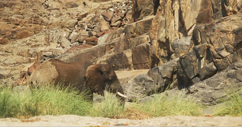 A desert-adapted elephant splashes its trunk in water