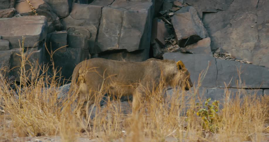 A desert-adapted lion walks past a cave
