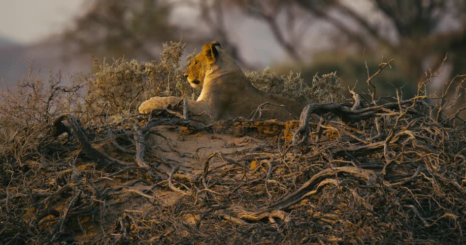 The view is of a desert-adapted lion laying down in the wilderness
