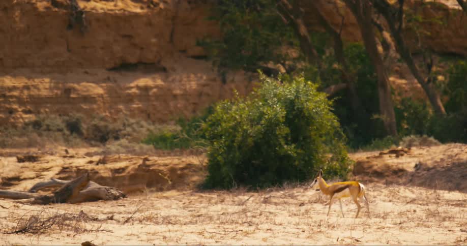Herbivore walks across sandy ground with reddish cliff in the background