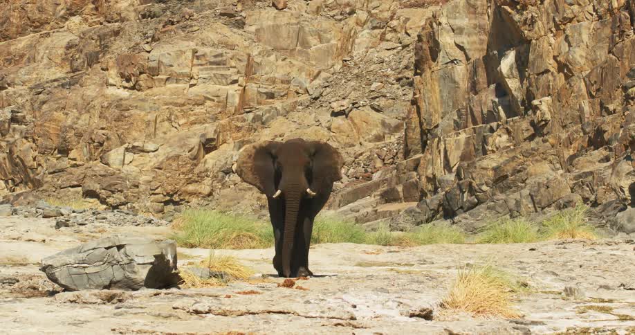 A desert-adapted elephant casually strolls across a plain