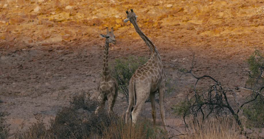 Two giraffes are grazing in the jungle