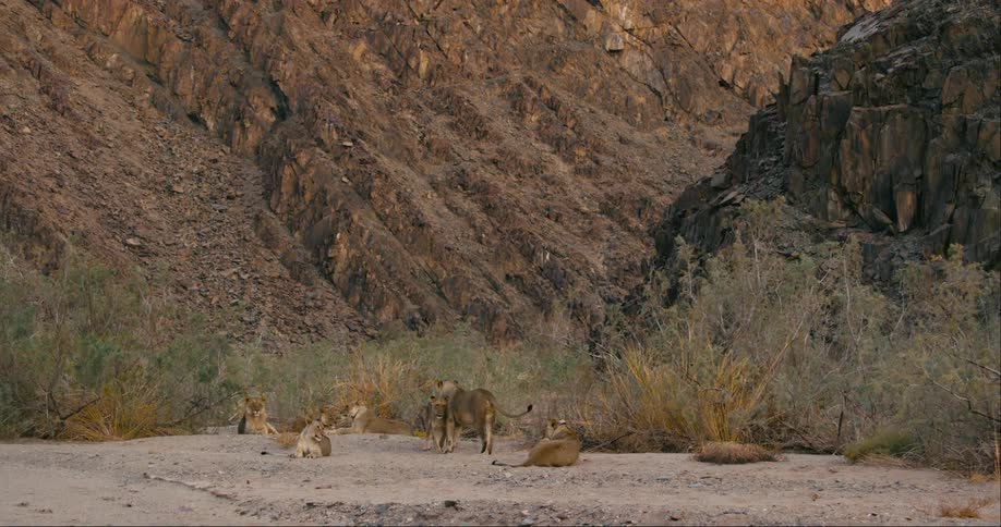 Desert-adapted lions are walking together in the jungle