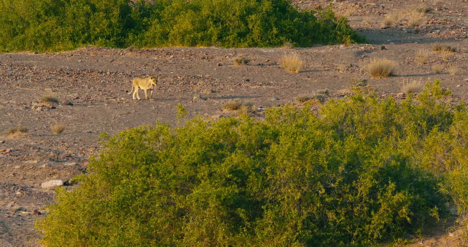 A desert-adapted lion is crawling through the jungle landscape