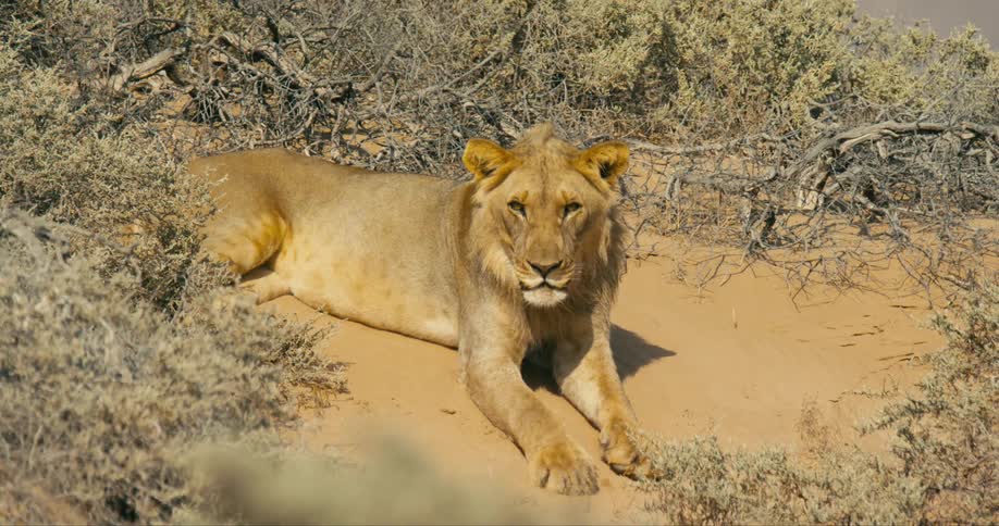 Desert-adapted lion with short mane lies on sand among brush