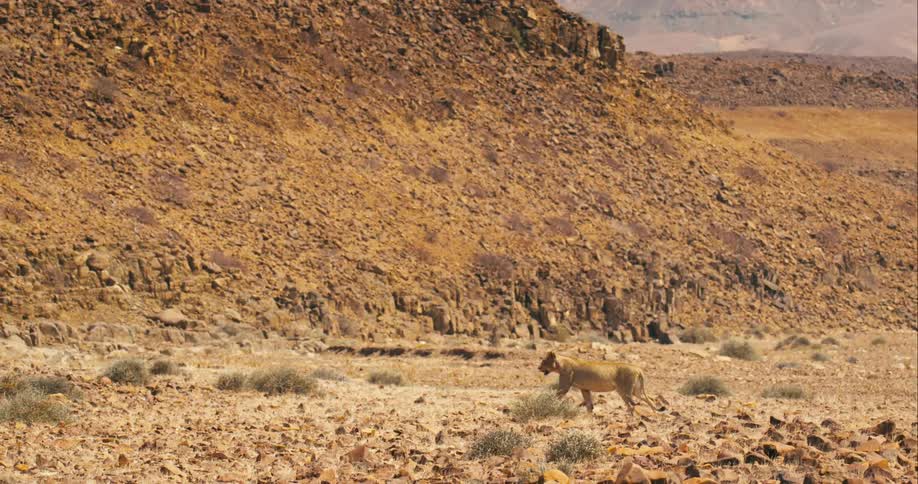 A female desert-adapted lion strides across a rocky field near a mountain range