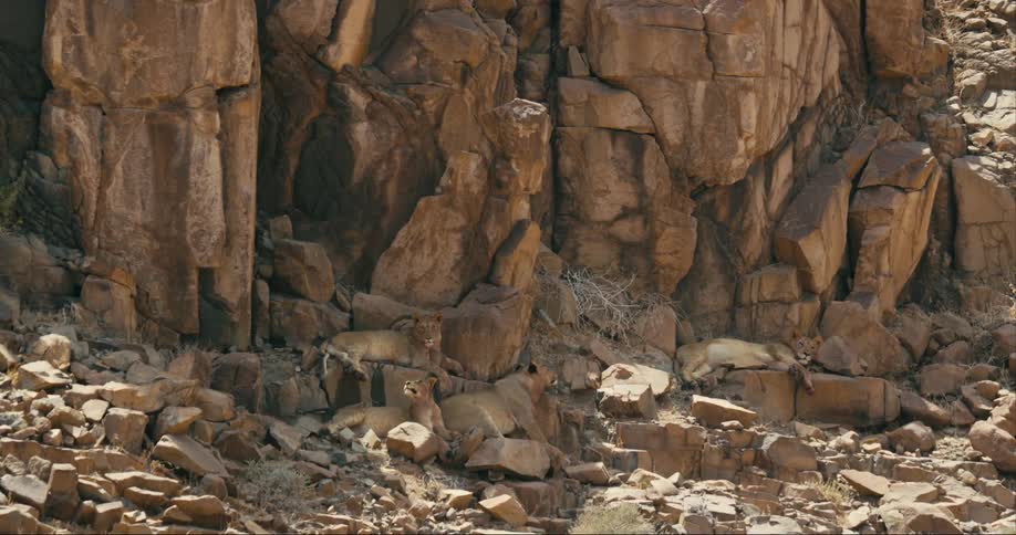 Desert-adapted lion rest by the cliffs