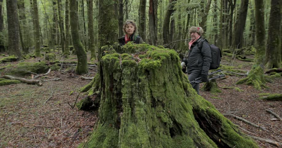 A man and woman hike and check out a tree trunk