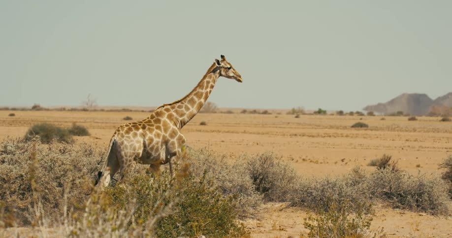 A giraffe walks through a flat field