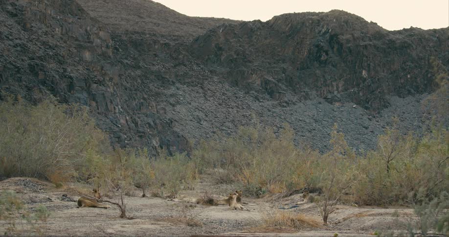 A pride of desert-adapted lions rests on a plain