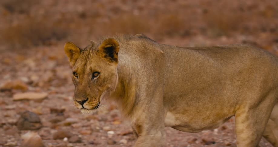 Close up view of a lion desert-adapted walking in the rocky plain