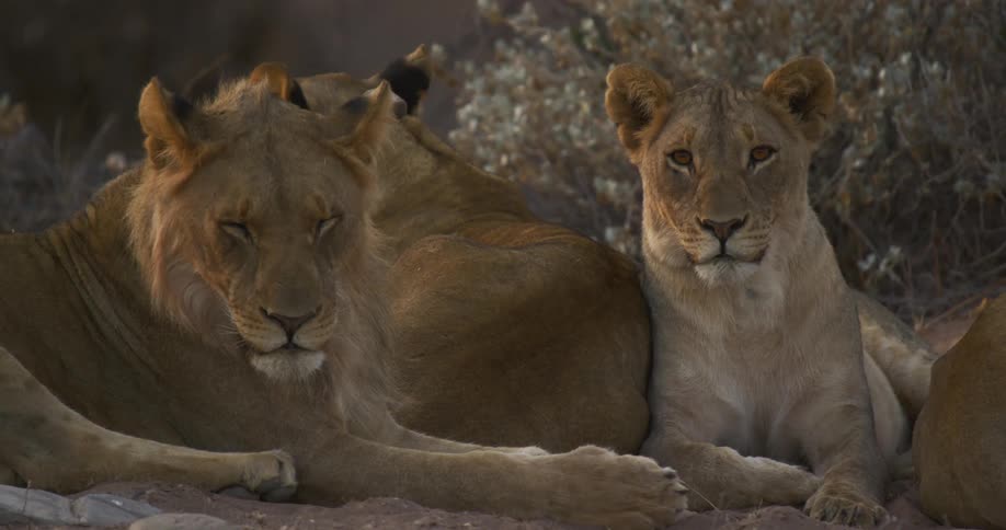 A small pride of desert-adapted lions laying down together two of the lions facing the same way one looking toward the camera while the other has its eyes closed
