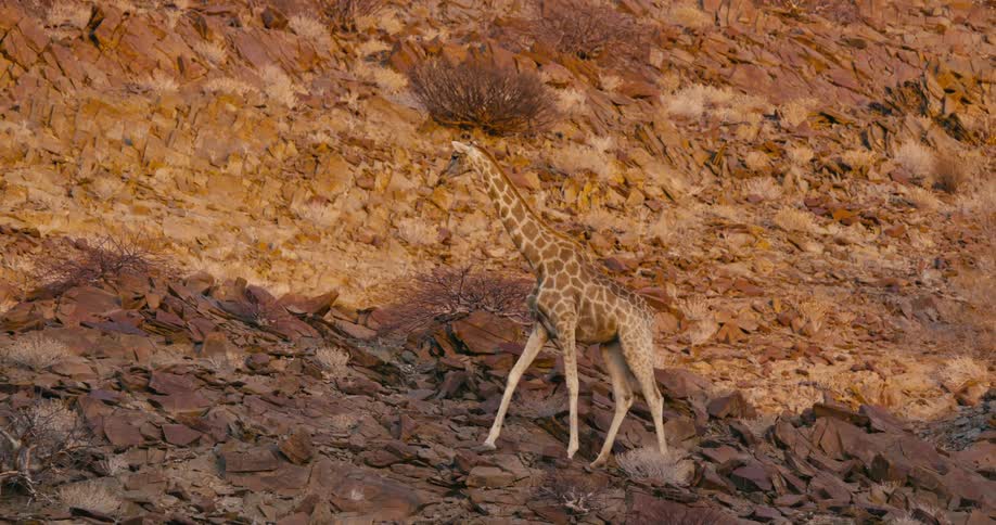 A couple of giraffes are walking in the landscape