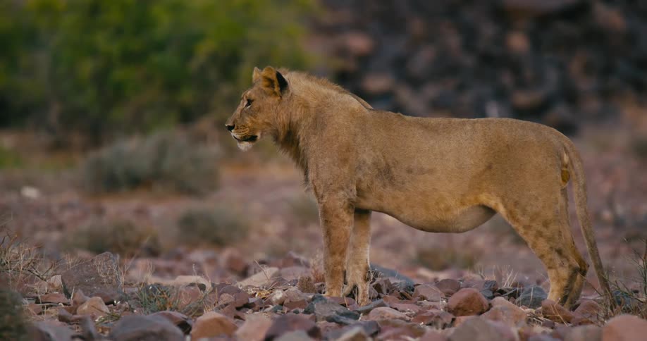 Desert-adapted lion with a subtle patterned coat stands on rocks