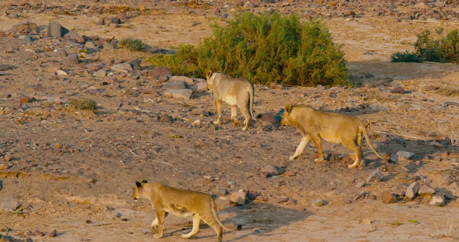 Three desert-adapted lions walking slowly across sandy rocky terrain near bushy plants