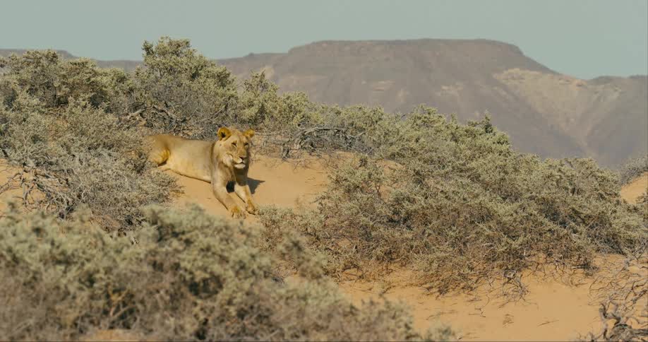 A desert-adapted lion sitting alone on a hill covered in sand and grass enjoying its peaceful surroundings