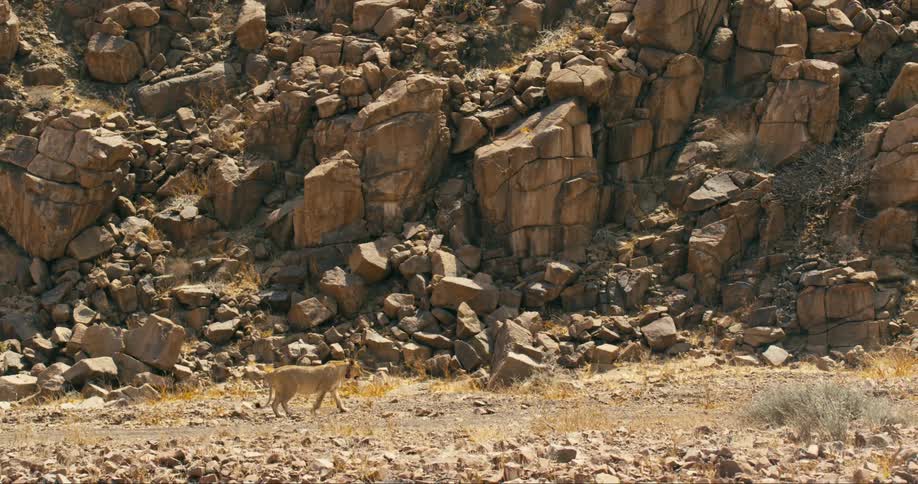 The sun shines upon a desert-adapted lion walking across the ground near rocks and boulders along a mountainside