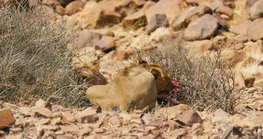 Two desert-adapted lions laying down while eating flesh off a carcass next to bushy brambles