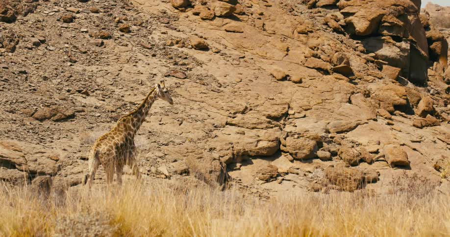 The giraffe is walking by the mountain