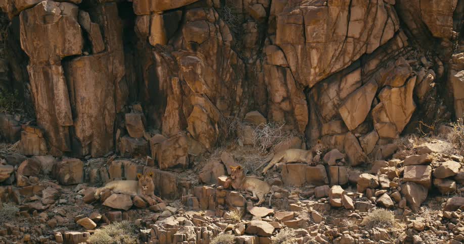 Three desert-adapted lion lounge calmly on the ground beneath a rocky cliff