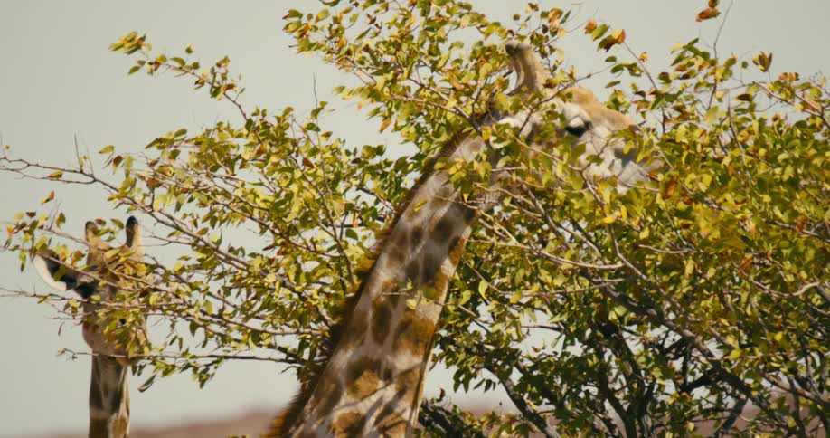 A pair of giraffes eat leaves from a nearby tree on the savannah